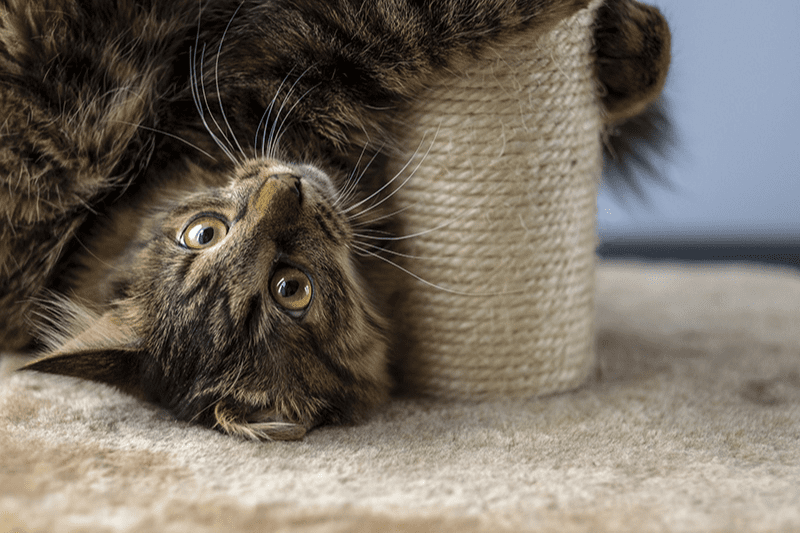 Arbre à chat avec tunnel : comment choisir l’aire de jeu de votre matou
