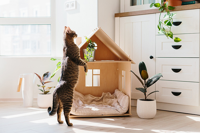 Maison pour chat d’intérieur : quelle maisonnette pour faire plaisir à votre petit félin