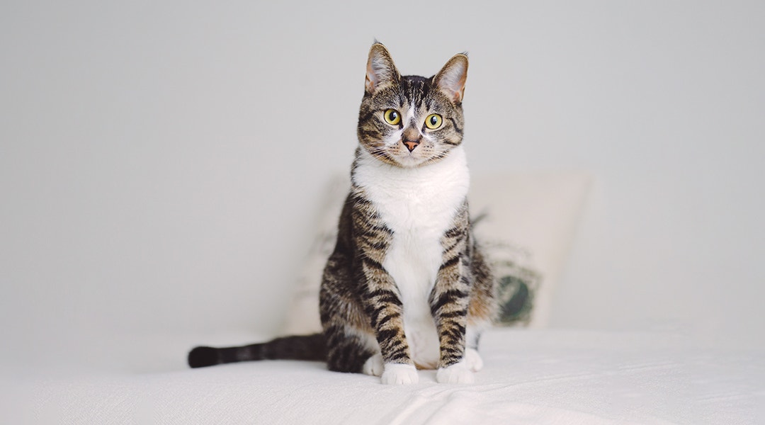 Chat tabby s'asseyant et regardant la caméra