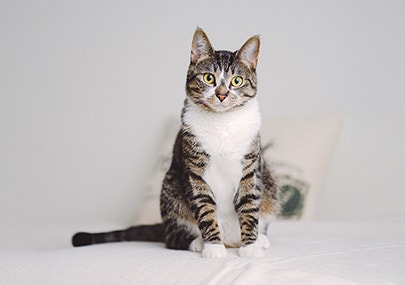 Chat tabby s'asseyant et regardant la caméra