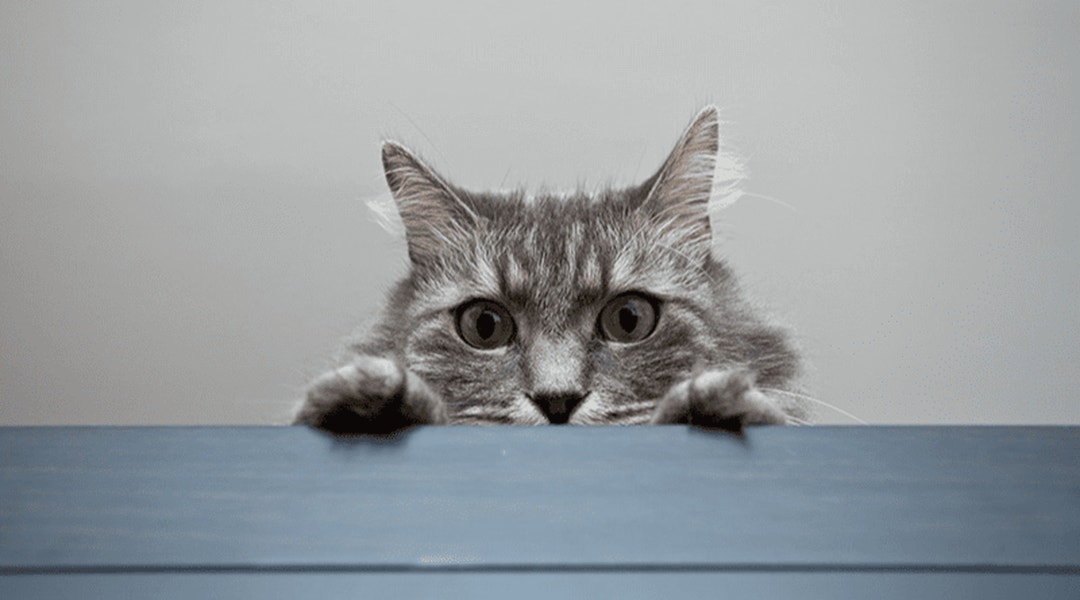 Chat gris jetant un coup d'œil par-dessus une table
