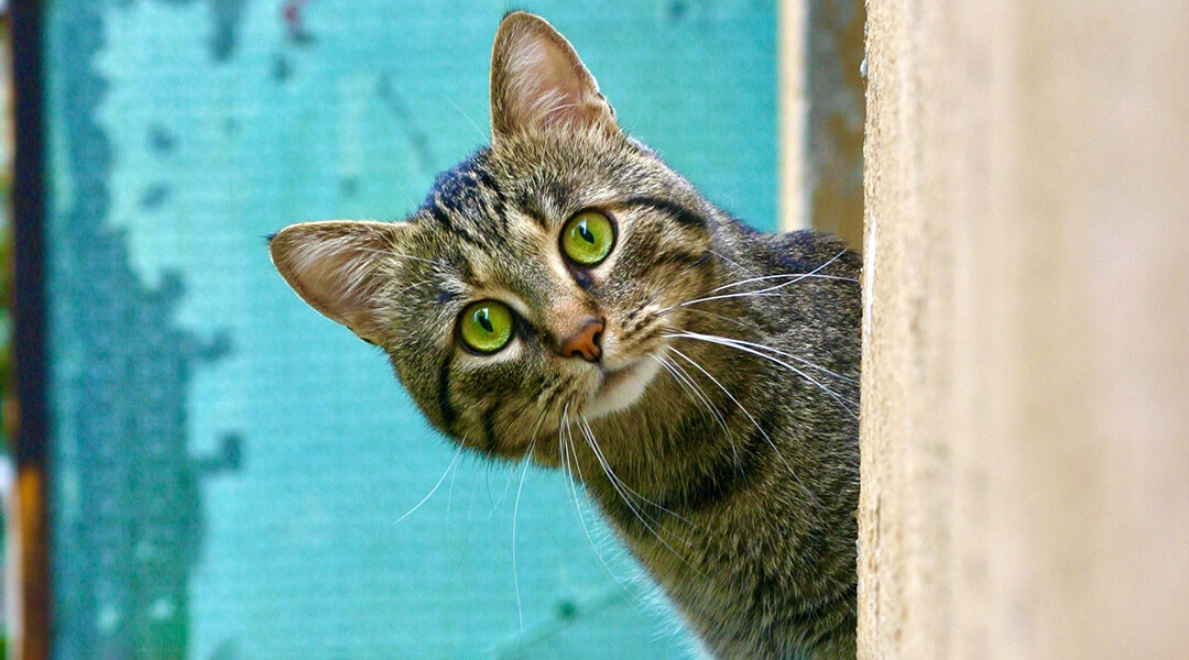 Chat tabby aux yeux verts regardant dans un coin