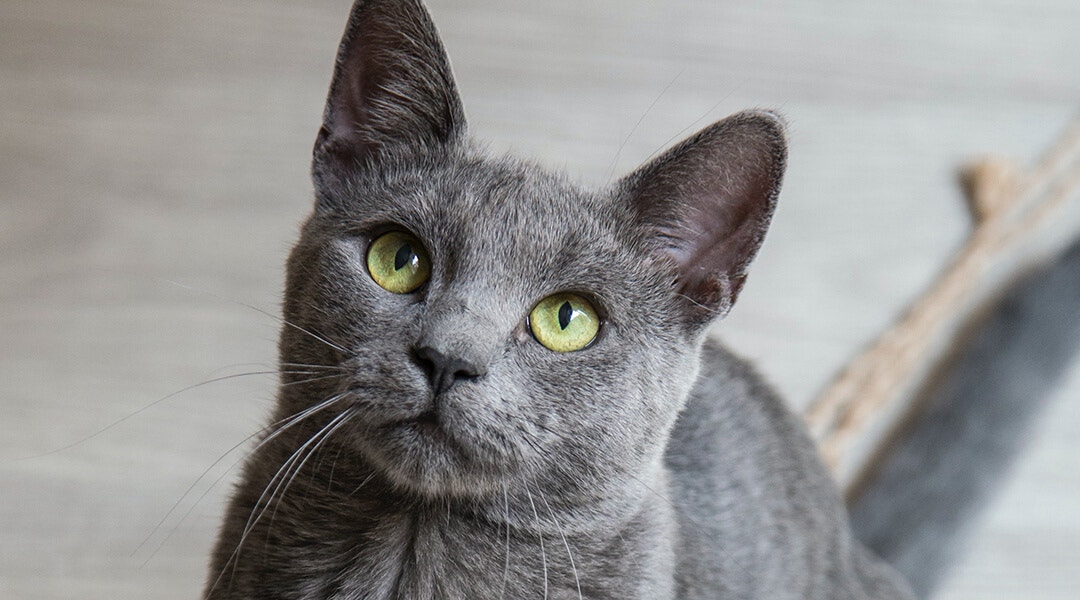 Chaton aux yeux bleus dans une boîte en carton