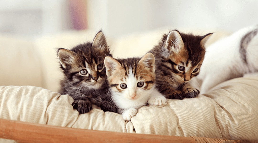3 adorables chatons sur le canapé
