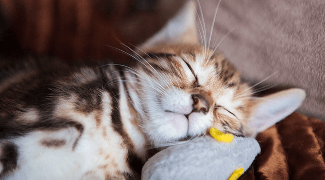 Chat dormant avec une souris jouet