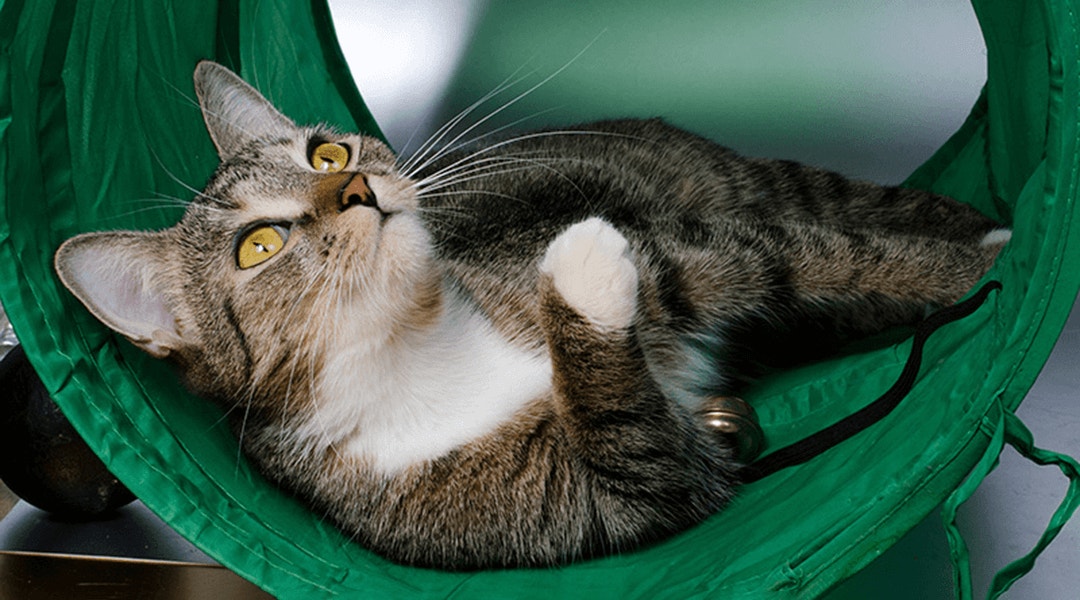 Chat tabby dans un tunnel vert pour chat