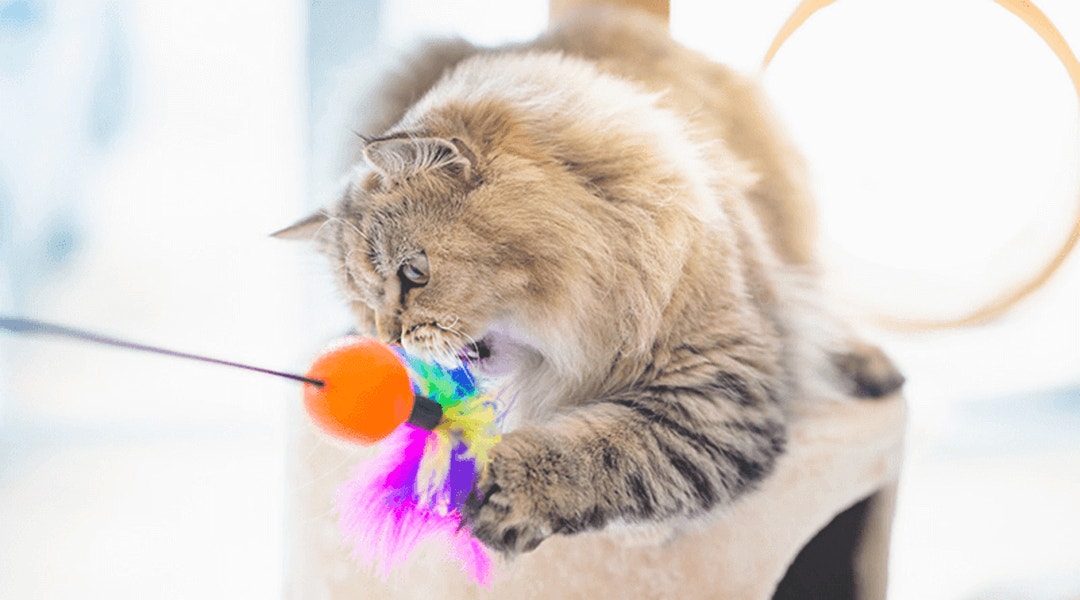 Chat sur un arbre à chat jouant avec un jouet