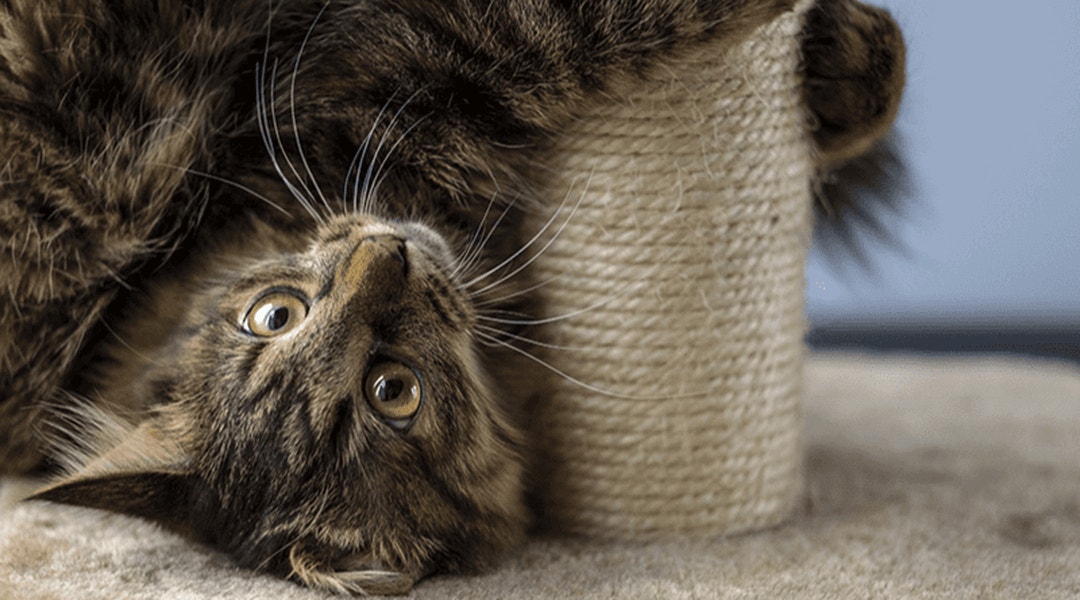 Chat jouant avec un arbre à chat