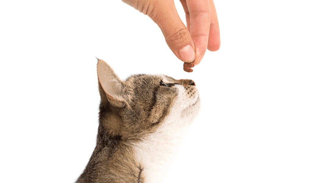 Chat attendant de manger un encas pris dans la main