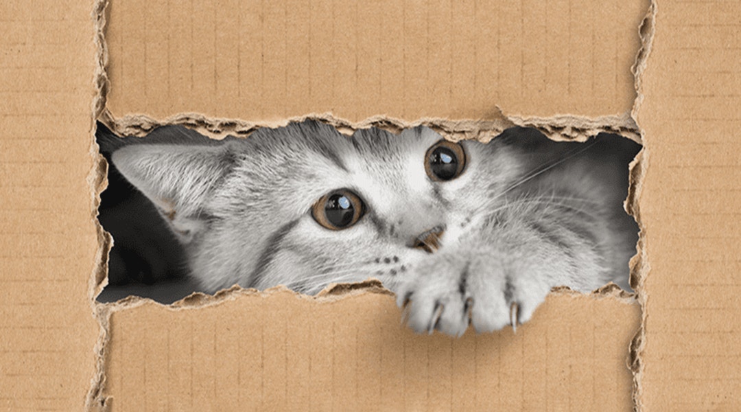 Chat gris coincé dans une boîte en carton