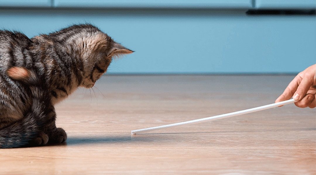Chat regardant un bâton blanc