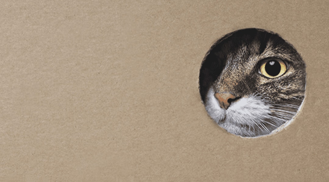 Chat tabby aux yeux jaunes regardant à travers un trou dans le carton