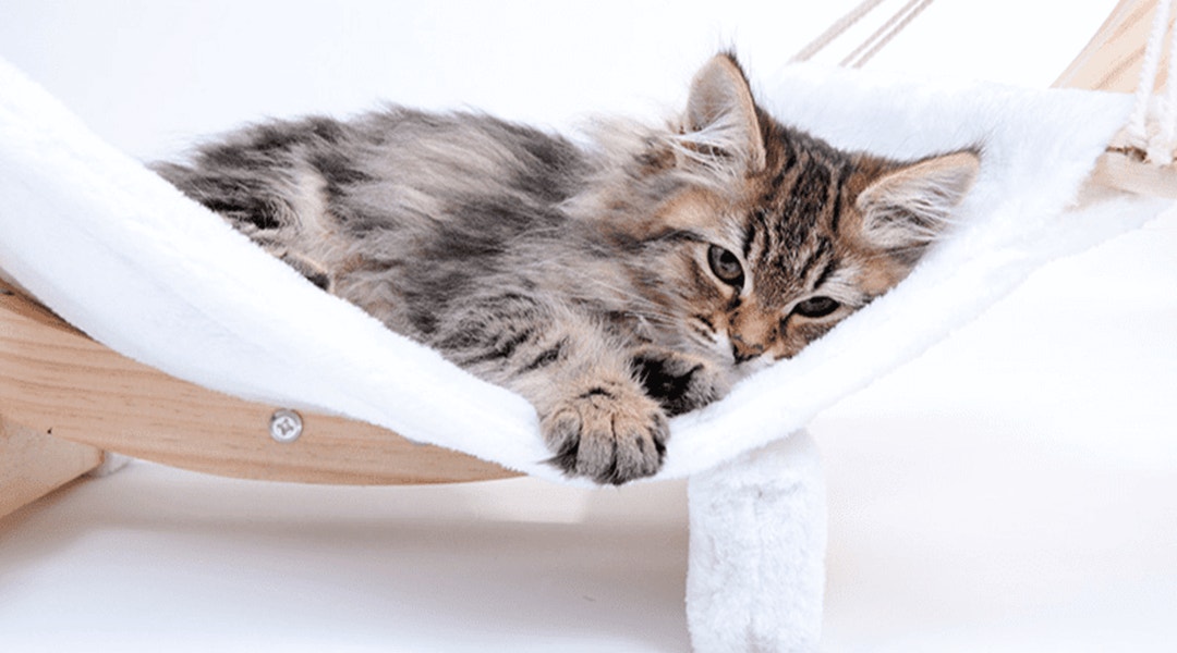 Chat tabby dans un hamac pour chat