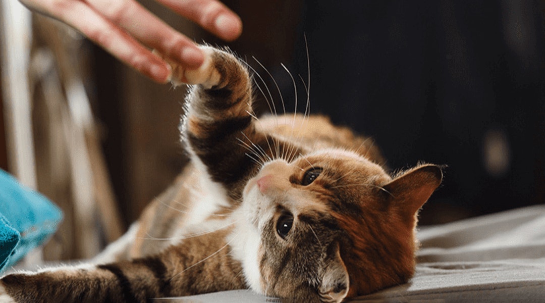 Chat couché jouant avec la main de son maître