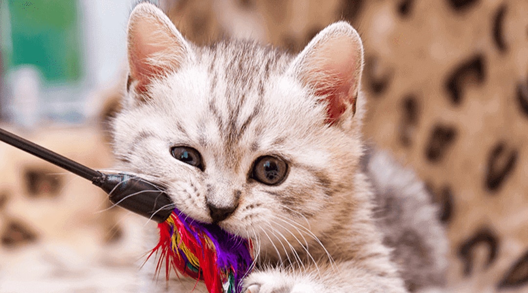 Chaton mordant un plumeau jouet