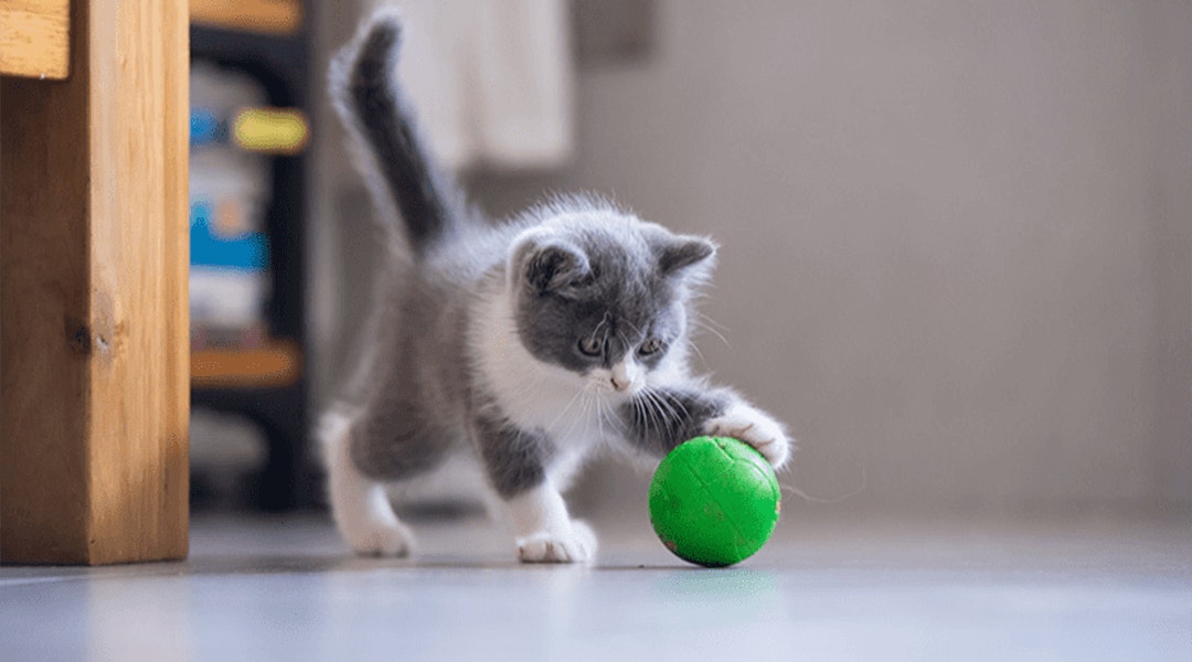 Chaton jouant avec une balle verte