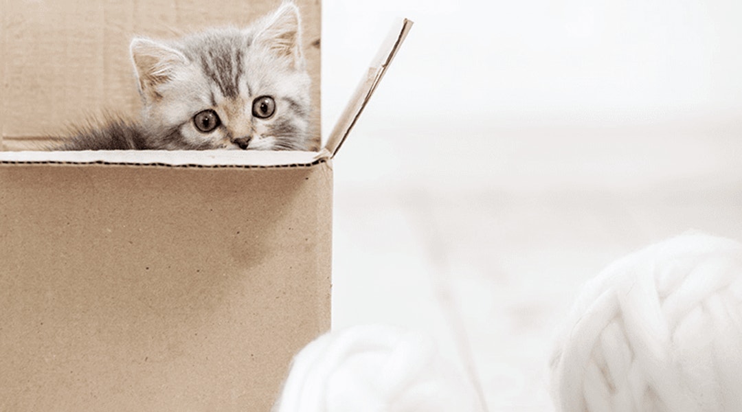 Chaton regardant une pelote de laine à travers une boîte en carton