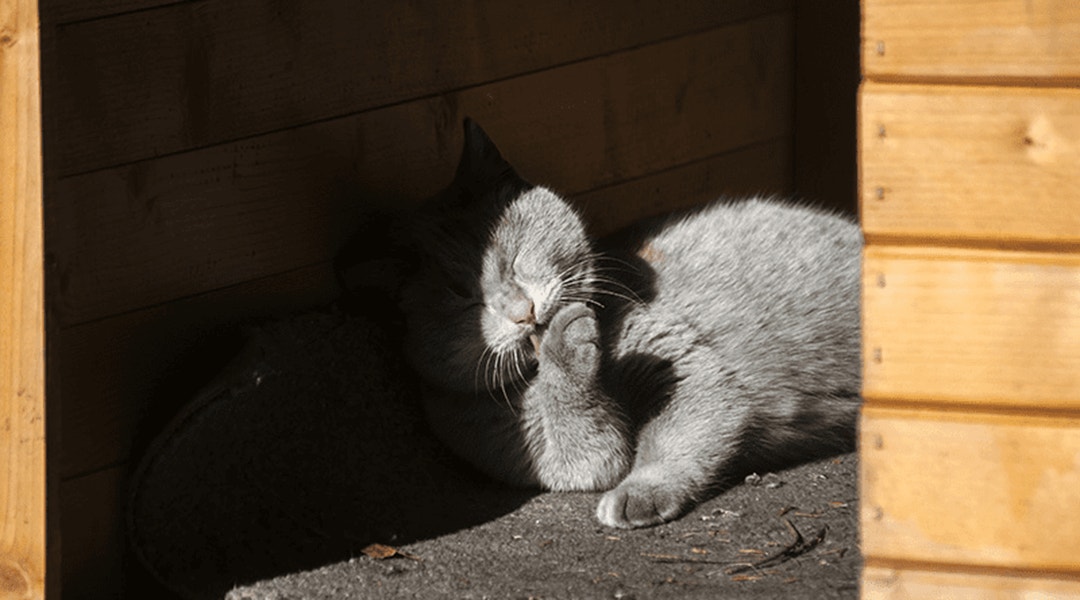 Chat gris dans une maison de chat extérieure