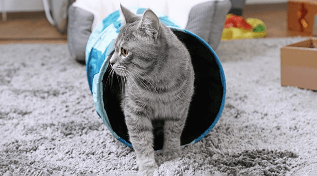 Chat gris sortant d'un tunnel bleu pour chat