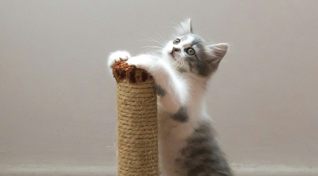 Chaton gris tigré jouant sur un griffoir.