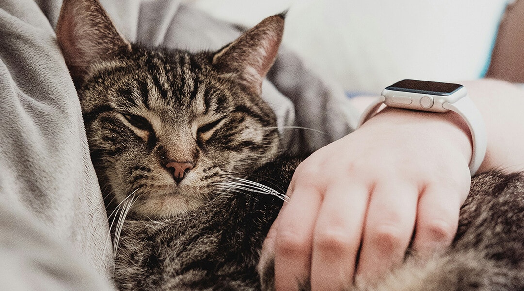 Personne tenant un chat gris tigré.