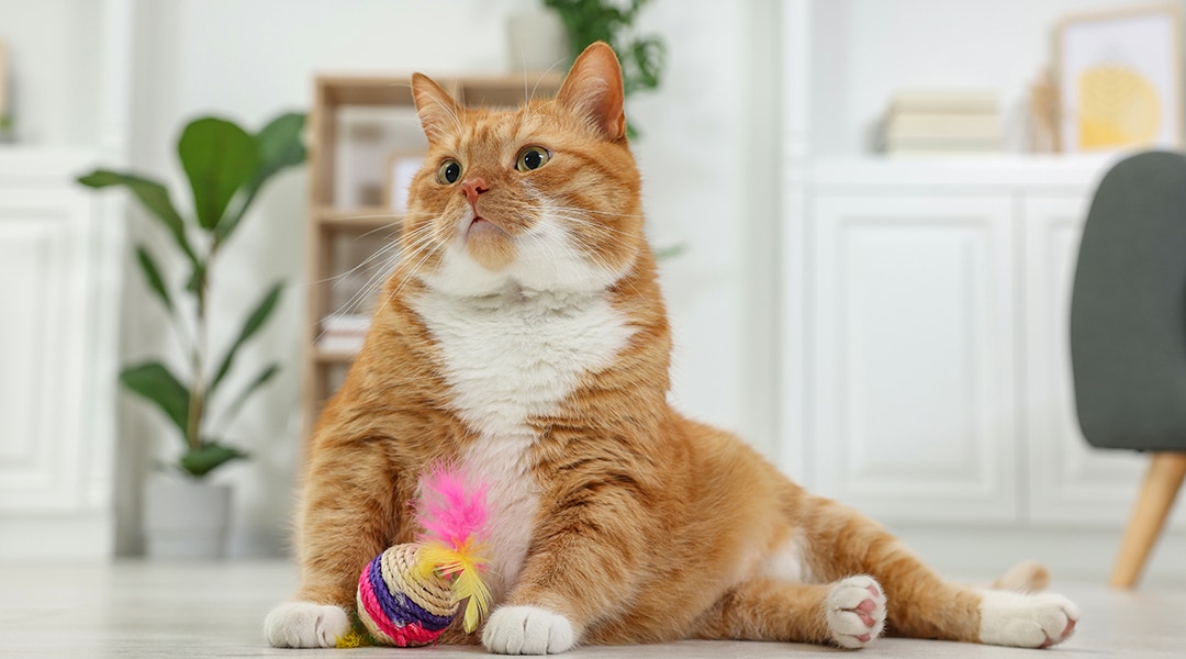 Un gros chat tigré orange assis avec une balle jouet colorée dans une pièce moderne et confortable.