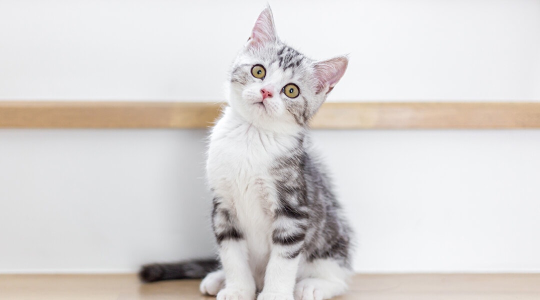 Chaton assis sagement, regardant l’objectif la tête penchée
