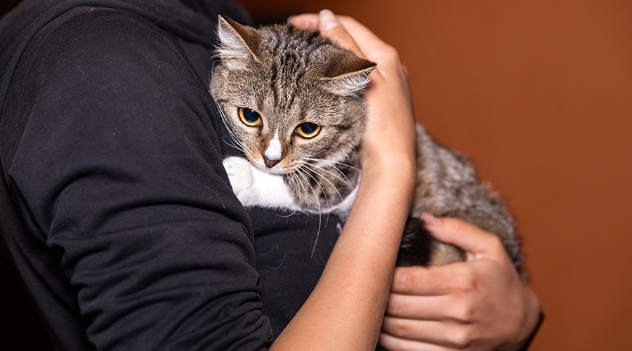 Chat tigré dans les bras de sa maîtresse