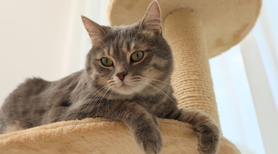 Un matou perché sur un arbre à chat maison