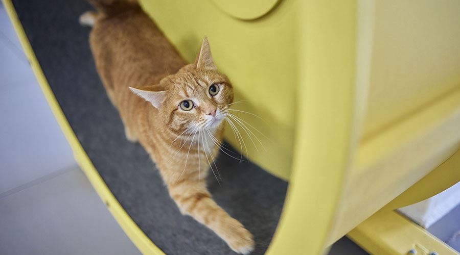 Un chat agile en plein séance d’exercise