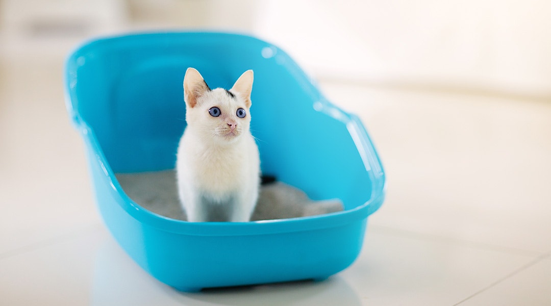 Petit chaton blanc dans les toilettes