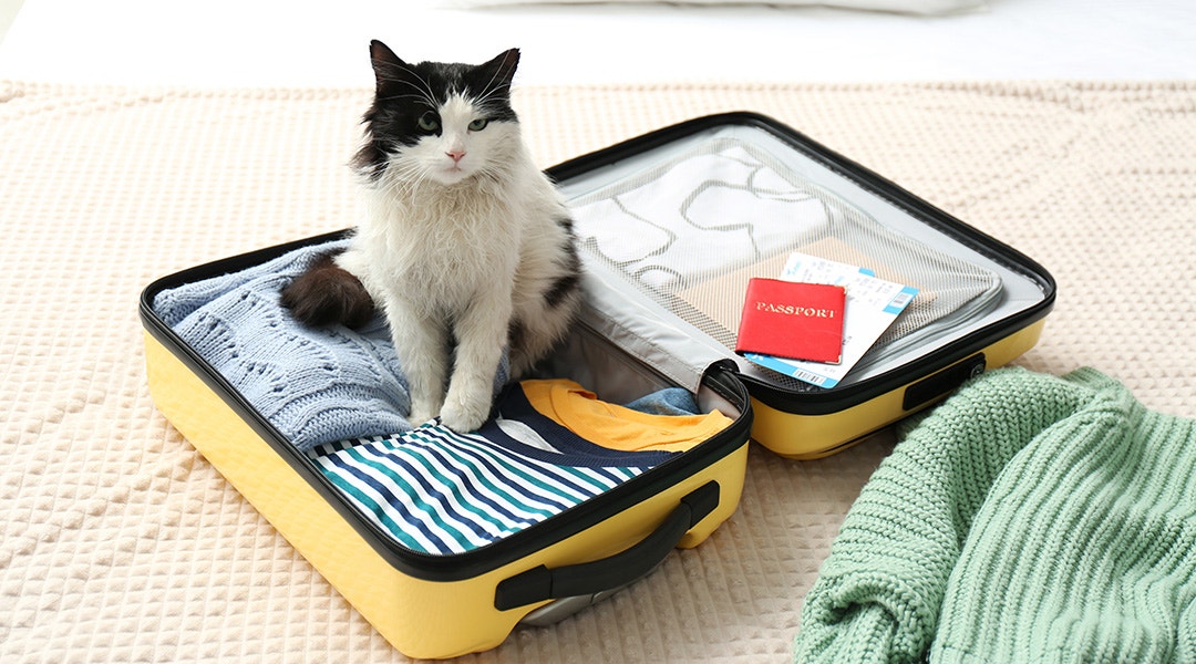 chat assis dans une valise sur le lit