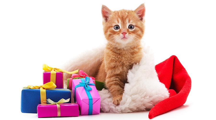 Chaton avec un cadeau dans un bonnet de Noël isolé sur fond blanc.