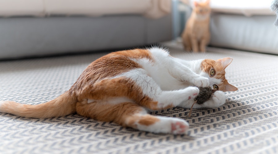 Un chat blanc et brun aux yeux jaunes sur le tapis joue avec une souris joueuse