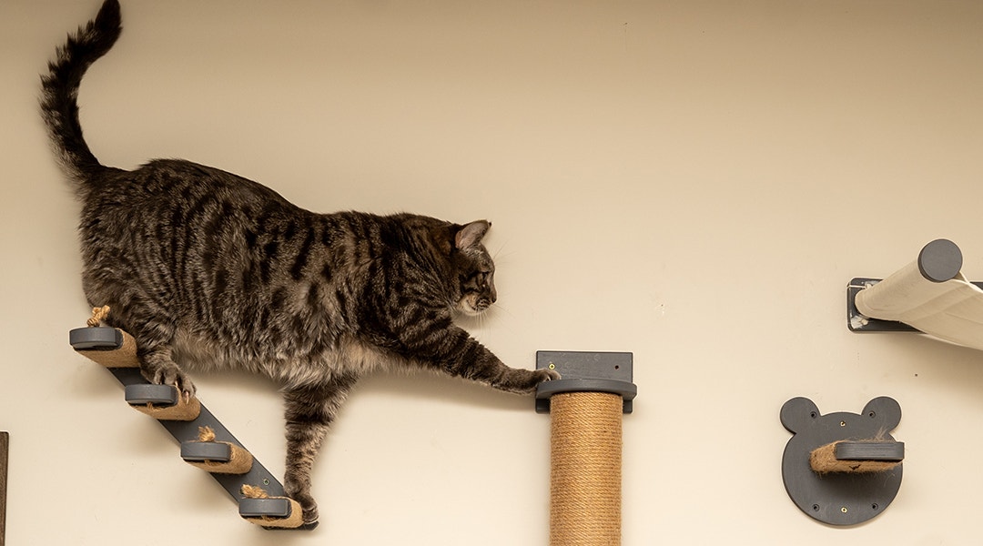 chat sur un parcours mural