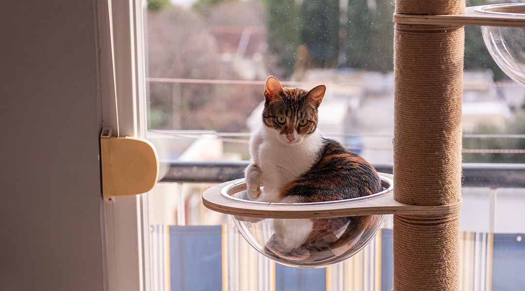 Chat tigré enroulé dans un arbre à chat