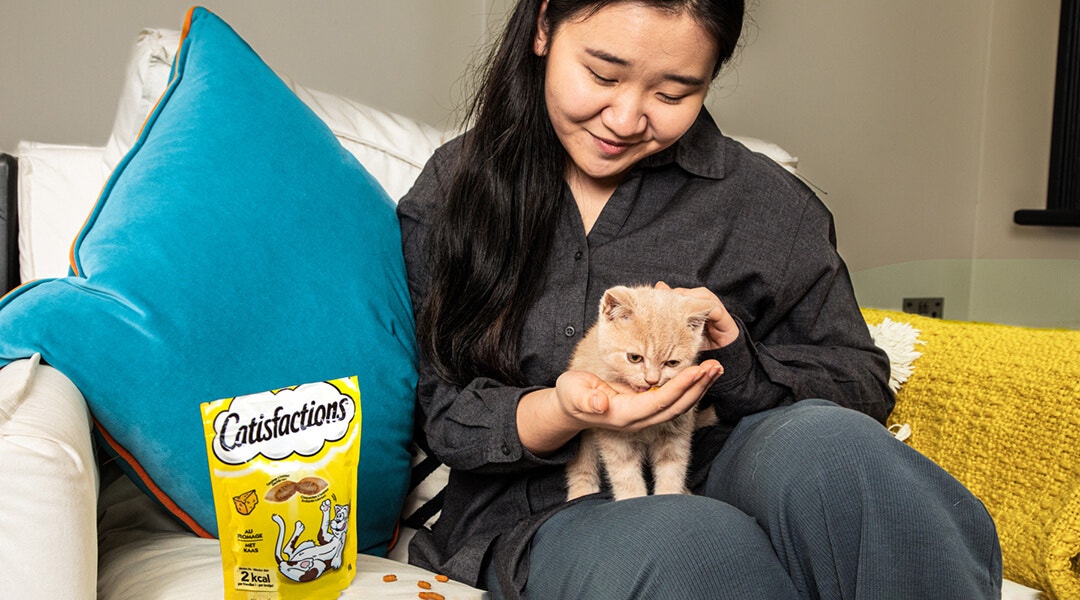 Chaton en train d'être nourri dreamies snack