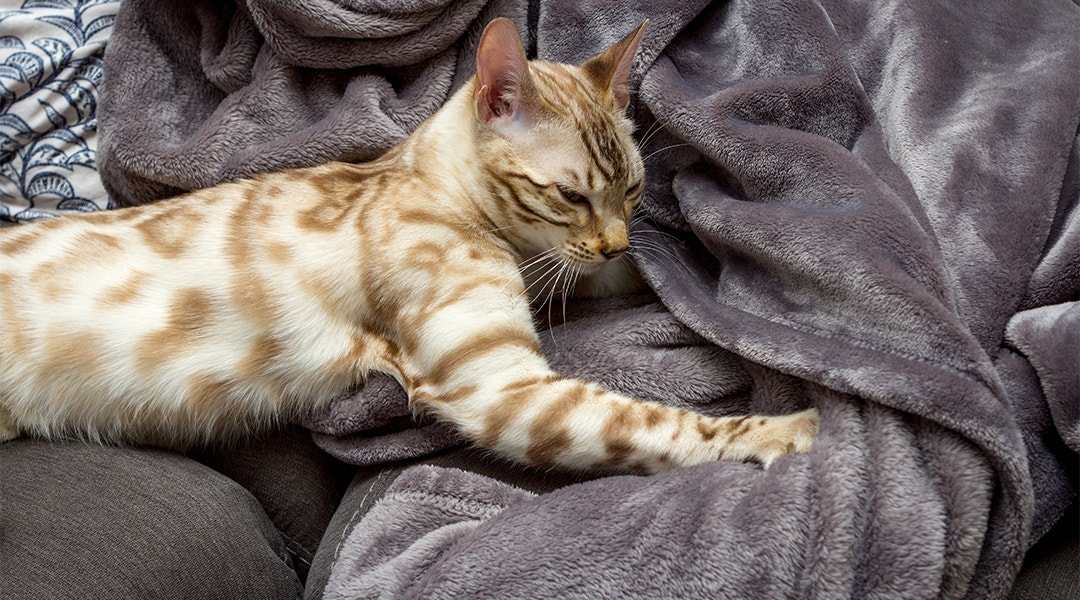 Chat tigré, allongé sur un lit, pétrit une couette