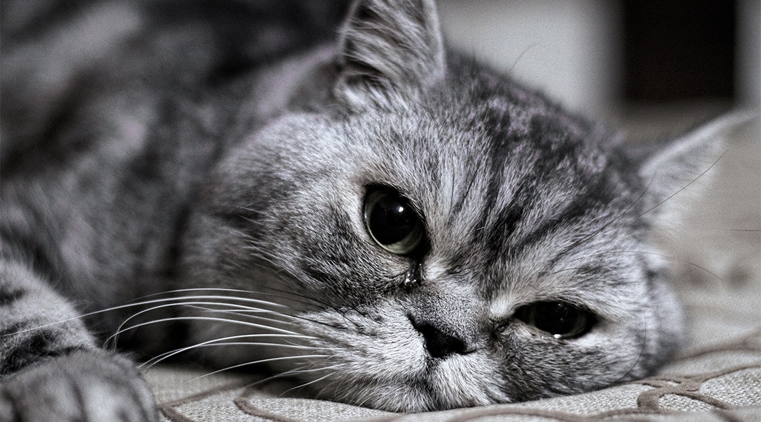 Chat tigré gris qui pleure