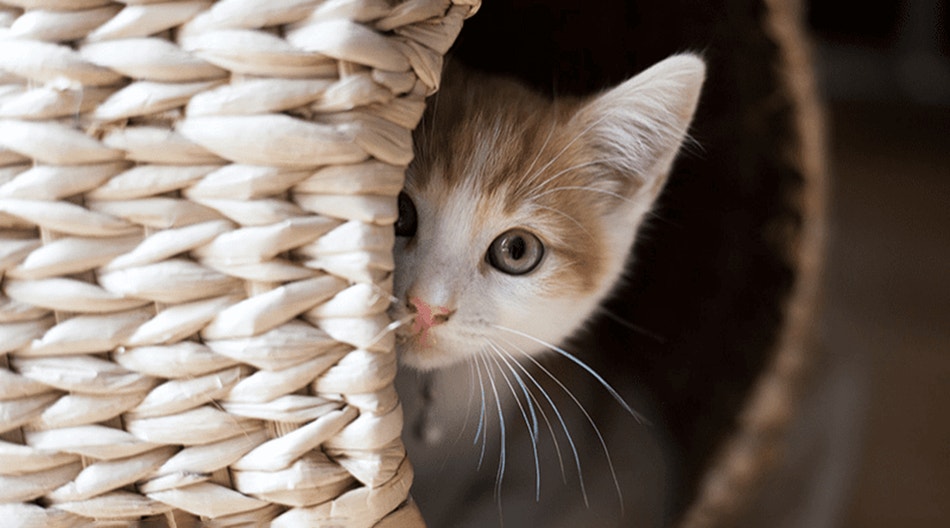 Chat blanc et roux regardant