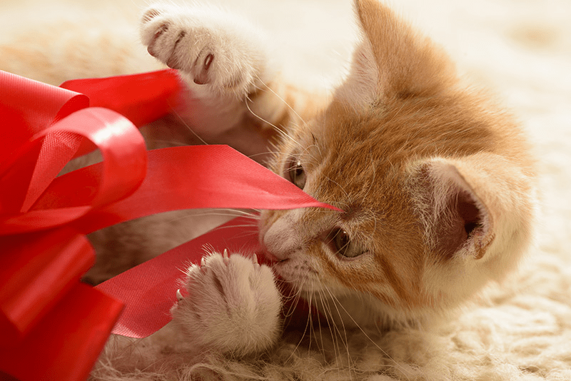 Cadeau de Noël pour chat : 7 idées pour gâter votre félin - Sans