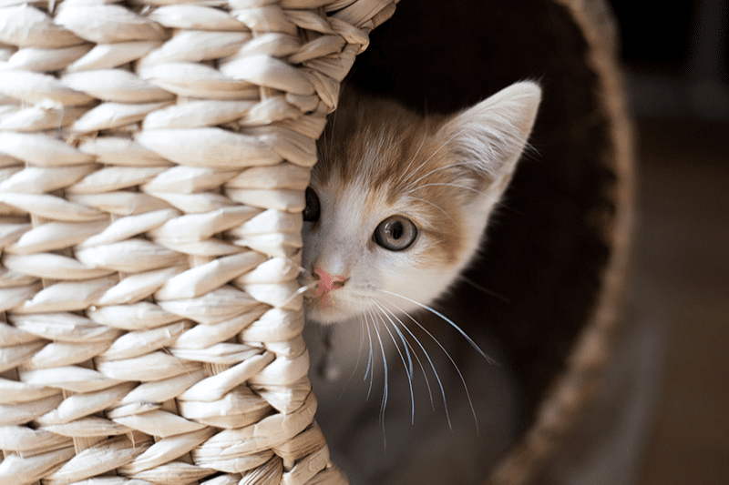 Maison pour chat d’intérieur : quelle maisonnette pour faire plaisir à votre petit félin