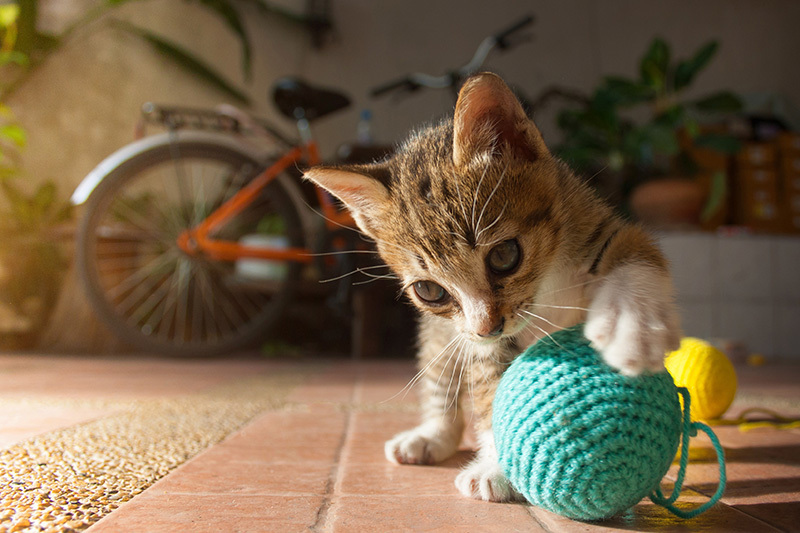 Balle pour chat : bien choisir cet indispensable jouet pour chats