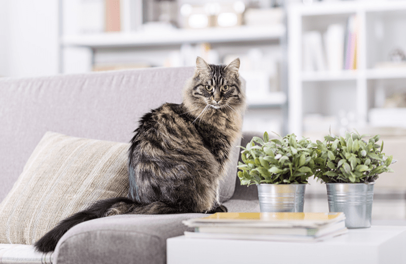 Parcours pour chat d’appartement : rendez votre matou heureux