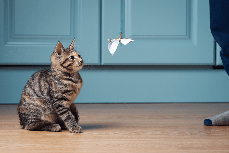 Le jouet papillon, votre chat en raffole