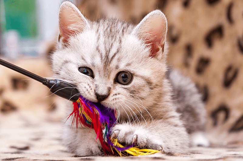 Jouet plumeau pour chat : des plumes et des grelots pour vous amuser à deux