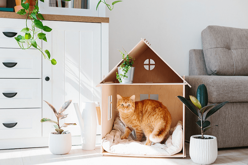 Maison pour chat : quel modèle choisir