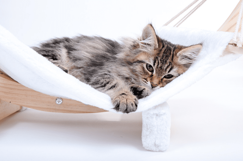 Hamac pour chat : l’espace détente idéal pour votre matou