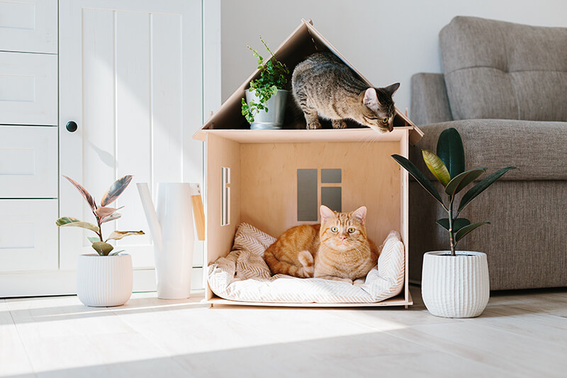  chats jouant dans une maison pour chats