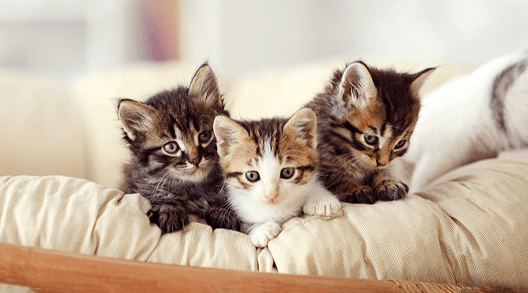 3 adorables chatons sur le canapé